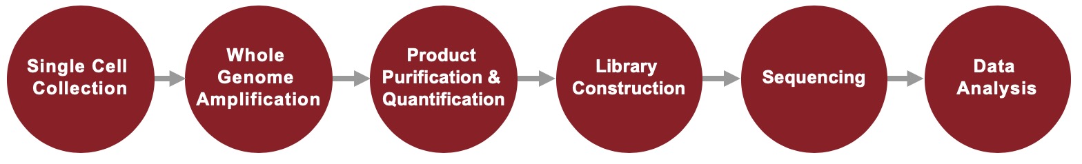  AccuSomatic Amplification Service Workflow